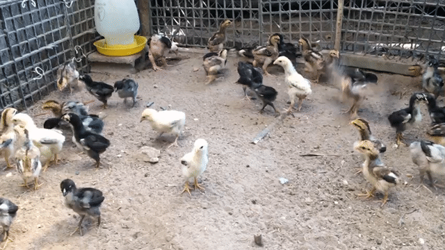 gà đông tảo con lai gà nòi. Mua bán Gà tại Huyện Củ Chi Tp Hồ Chí Minh được đăng bởi vịt xiêm giống  hình 1