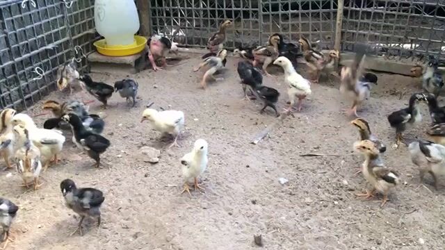 gà đông tảo con lai gà nòi. Mua bán Gà tại Huyện Củ Chi Tp Hồ Chí Minh được đăng bởi vịt xiêm giống  hình 1