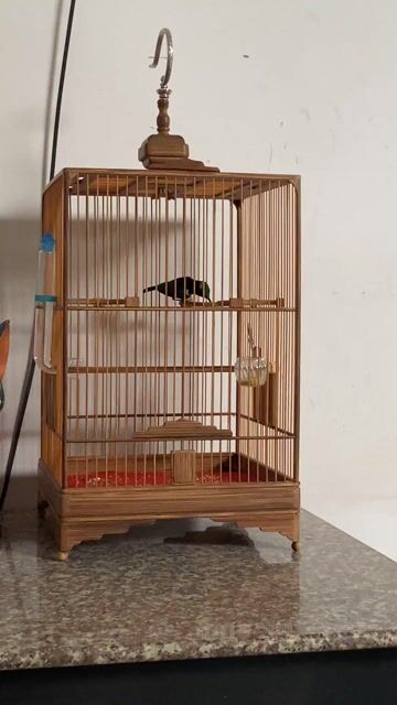 Cả bộ hút mật 7 màu, lồng tre già hàng kĩ, rất đẹp. Mua bán Chim tại Quận Ninh Kiều Cần Thơ được đăng bởi An hình 1