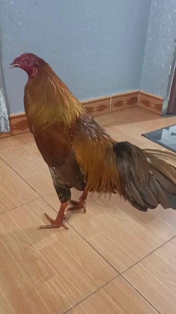 Gà chọi Khét ức ó Đực Nâu. Mua bán Gà tại Quận 7 Tp Hồ Chí Minh được đăng bởi Quốc minh Bùi hình 1