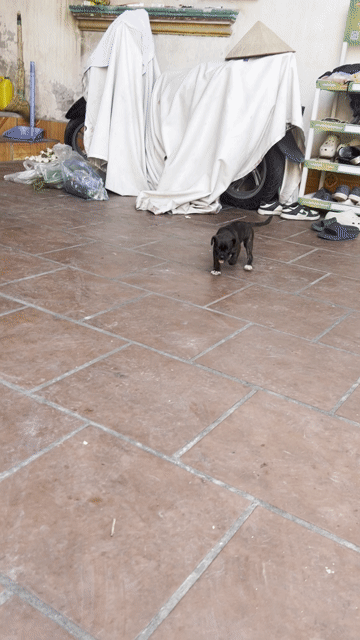 Chó con Pug lai Bull Pháp 2 tháng đã tiêm. Mua bán Chó tại Huyện Đan Phượng Hà Nội được đăng bởi Lê Thanh Bách hình 1