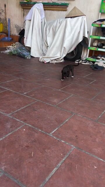 Chó con Pug lai Bull Pháp 2 tháng đã tiêm. Mua bán Chó tại Huyện Đan Phượng Hà Nội được đăng bởi Lê Thanh Bách hình 1