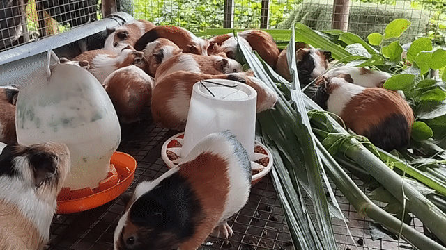 Chuột cảnh nhiều màu 250k một cặp . Mua bán Thú cưng khác tại Huyện Châu Thành Tiền Giang được đăng bởi Van Pho Pham hình 1