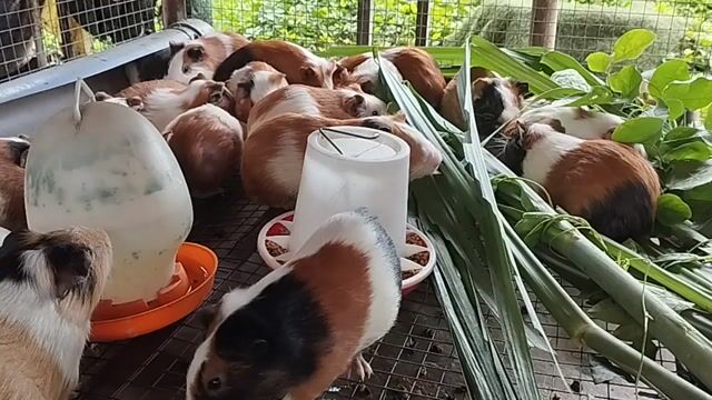 Chuột cảnh nhiều màu 250k một cặp . Mua bán Thú cưng khác tại Huyện Châu Thành Tiền Giang được đăng bởi Van Pho Pham hình 1
