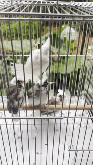 Chim chào mào đột biến Trắng Nâu khỏe mạnh. Mua bán Chim tại Huyện Chư Sê Gia Lai được đăng bởi PHAN NGỌC NHẪN hình 1