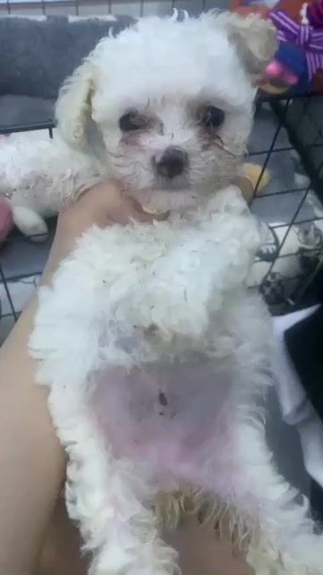 chó poddle nhà đẻ màu trắng bé cái. Mua bán Chó tại Quận Bình Tân Tp Hồ Chí Minh được đăng bởi NGUYỄN THANH HÀ hình 1