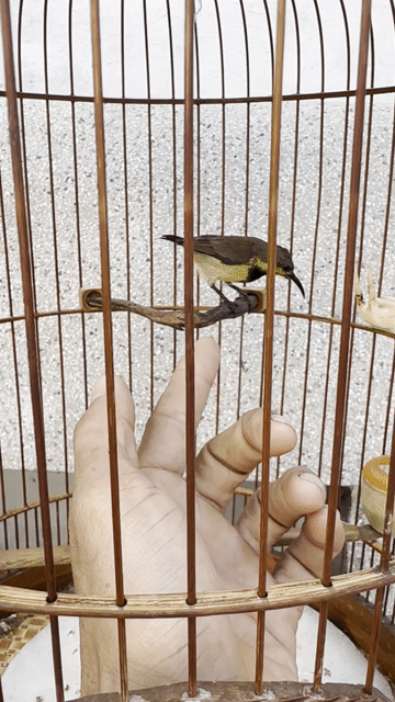 cả bộ hút mật 3 mùa Vàng đen Hót hay. Mua bán Chim tại Quận 12 Tp Hồ Chí Minh được đăng bởi nhân trần hình 1