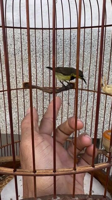 cả bộ hút mật 3 mùa Vàng đen Hót hay. Mua bán Chim tại Quận 12 Tp Hồ Chí Minh được đăng bởi nhân trần hình 1