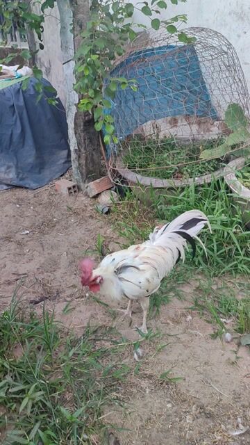 Gà chọi Trắng 2.8kg Đực. Mua bán Gà tại Thành phố Ngã Bảy Hậu Giang được đăng bởi Sang Gà Cỏ hình 1