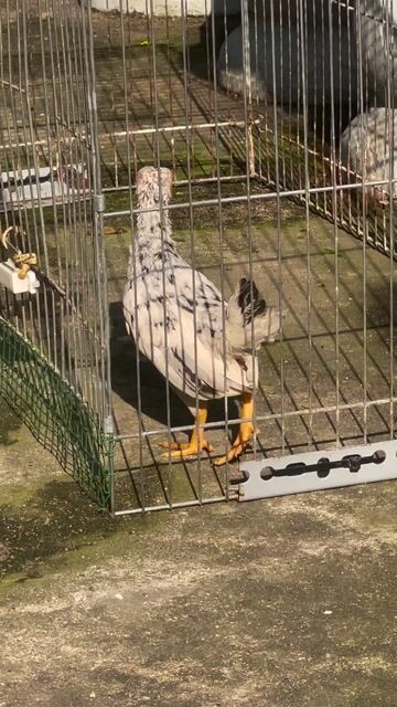 Gà tre bắc mái Chuối bông chân lùn tầm 3 tháng. Mua bán Gà tại Quận 12 Tp Hồ Chí Minh được đăng bởi NLan hình 1