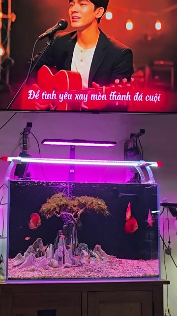 Hòn non bộ Đá tuyết sơn, đèn chỉnh aap giá rẻ . Mua bán Cây cảnh, đồ trang trí tại Quận Gò Vấp Tp Hồ Chí Minh được đăng bởi DraGon hình 1