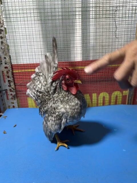Gà Serama Trống Cú Xám 7 tháng. Mua bán Gà tại Huyện Hóc Môn Tp Hồ Chí Minh được đăng bởi Yến Nhi  hình 1