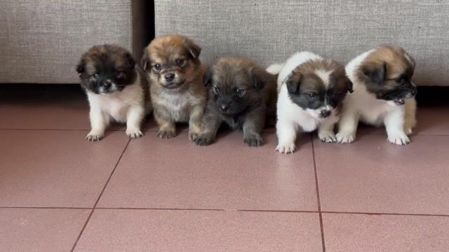 Chó nhật lai mini đáng yêu lắm. Mua bán Chó tại Quận 8 Tp Hồ Chí Minh được đăng bởi tân hình 1