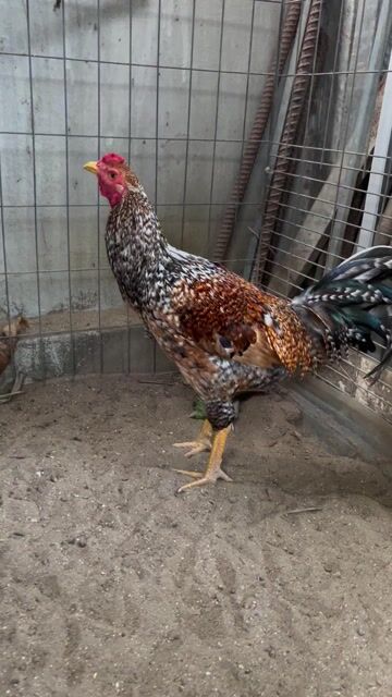 Gà chọi Peru Việt đực 6 tháng. Mua bán Gà tại Huyện Đức Hòa Long An được đăng bởi Anhkhoa hình 1