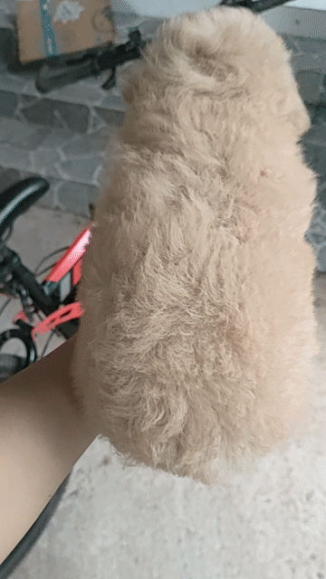Chó Poodle Mơ Đen Lông dày gấu bông. Mua bán Chó tại Huyện Giồng Trôm Bến Tre được đăng bởi Thi hình 1