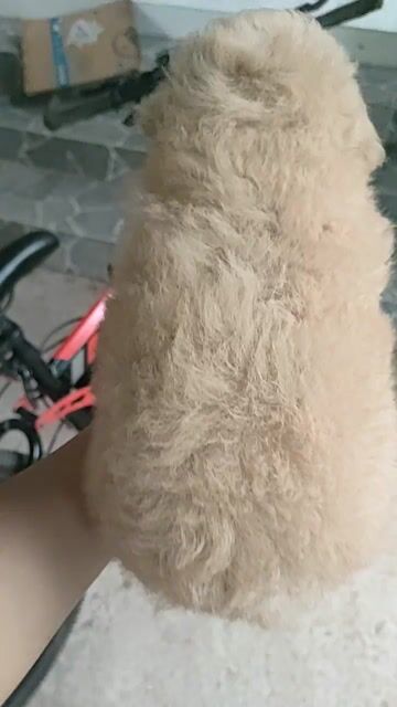 Chó Poodle Mơ Đen Lông dày gấu bông. Mua bán Chó tại Huyện Giồng Trôm Bến Tre được đăng bởi Thi hình 1