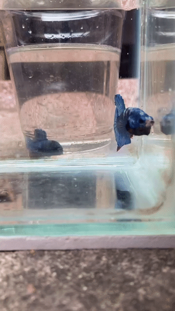 Cá Betta Blue màu đẹp,xung. Mua bán Thú cưng khác tại Quận 6 Tp Hồ Chí Minh được đăng bởi Hoàng hình 1