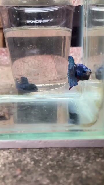 Cá Betta Blue màu đẹp,xung. Mua bán Thú cưng khác tại Quận 6 Tp Hồ Chí Minh được đăng bởi Hoàng hình 1