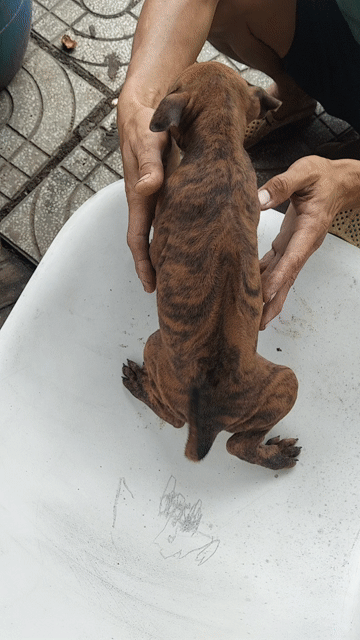 Chó Phú Quốc Vàng Vện Lưỡi Đen Xoáy Kiếm. Mua bán Chó tại Huyện Cần Đước Long An được đăng bởi Nhat chau hình 1