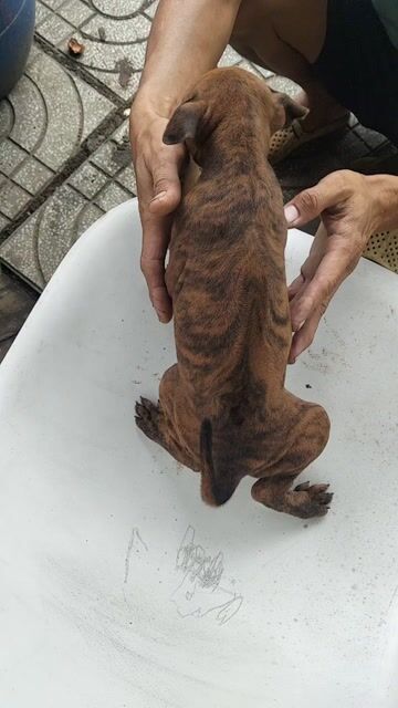 Chó Phú Quốc Vàng Vện Lưỡi Đen Xoáy Kiếm. Mua bán Chó tại Huyện Cần Đước Long An được đăng bởi Nhat chau hình 1