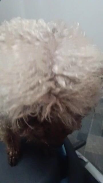 Poodie tiny màu lạ đẹp. Mua bán Chó tại Huyện Thanh Trì Hà Nội được đăng bởi Anh  hình 1