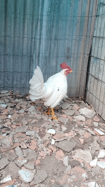 Cặp bướm chia cho ae về dú. Mua bán Gà tại Quận Bình Tân Tp Hồ Chí Minh được đăng bởi Minh hình 1