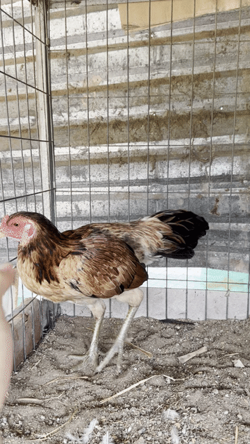 Gà mái vàng chân xanh 2.3kg. Mua bán Gà tại Huyện Châu Thành Tiền Giang được đăng bởi Võ Tấn Phúc hình 1