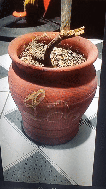 Chậu cây cảnh Đất nung Nâu. Mua bán Cây cảnh, đồ trang trí tại Quận Thanh Xuân Hà Nội được đăng bởi Đồ Cũ hình 1