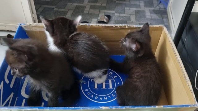 Mèo con Đen Trắng đen Cả hai. Mua bán Mèo tại Huyện Nhà Bè Tp Hồ Chí Minh được đăng bởi hoàng vy hình 1