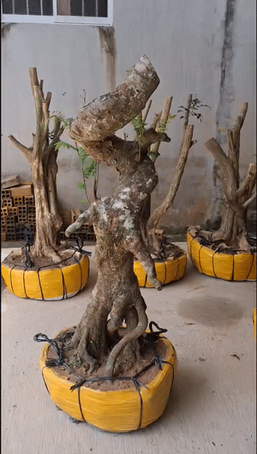 Khế ngọt. Mua bán Cây cảnh, đồ trang trí tại Quận 10 Tp Hồ Chí Minh được đăng bởi đăng khoa hình 1
