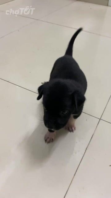 Chó con Trắng Đen. Mua bán Chó tại Quận Ninh Kiều Cần Thơ được đăng bởi Nguyễn Thị Yến Nhi hình 1