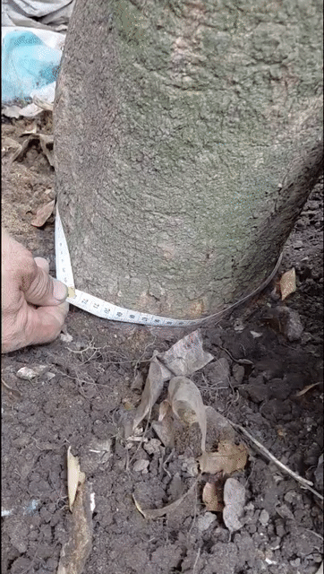 mai vàng. Mua bán Cây cảnh, đồ trang trí tại Thành phố Long Xuyên An Giang được đăng bởi MÃ LINH QUANG hình 1