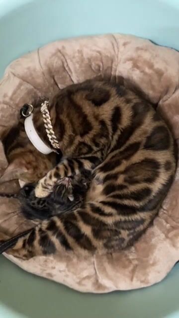 cần dặt gạch em mèo Bengal rất đẹp. Mua bán Mèo tại Quận Hoàng Mai Hà Nội được đăng bởi Chị QUY hình 1