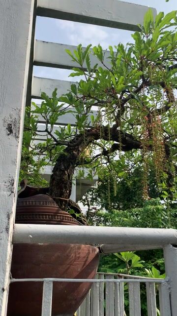 Cây cảnh Lộc vừng Bonsai. Mua bán Cây cảnh, đồ trang trí tại Quận Bình Thạnh Tp Hồ Chí Minh được đăng bởi Cô Hạnh hình 1