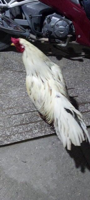 Gà thịt trắng 2.8kg khỏe mạnh. Mua bán Gà tại Huyện Cái Bè Tiền Giang được đăng bởi Đoàn Hải Y hình 1