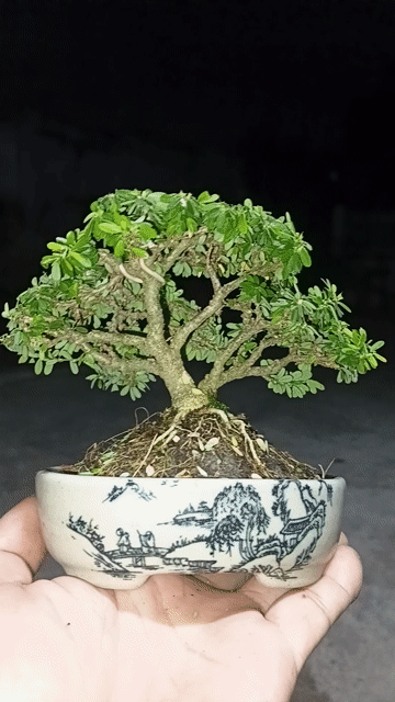 Chậu linh sam bonsai. Mua bán Cây cảnh, đồ trang trí tại Huyện Đức Hòa Long An được đăng bởi Nghia dhla hình 1