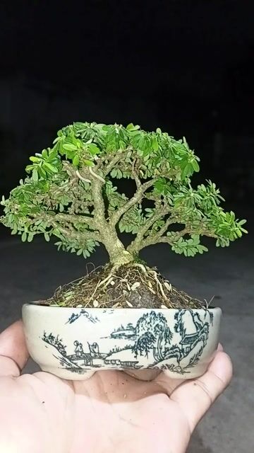Chậu linh sam bonsai. Mua bán Cây cảnh, đồ trang trí tại Huyện Đức Hòa Long An được đăng bởi Nghia dhla hình 1