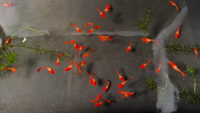 Cá Koi red ear màu Đỏ. Mua bán Thú cưng khác tại Quận Hải Châu Đà Nẵng được đăng bởi Mai Phương hình 1
