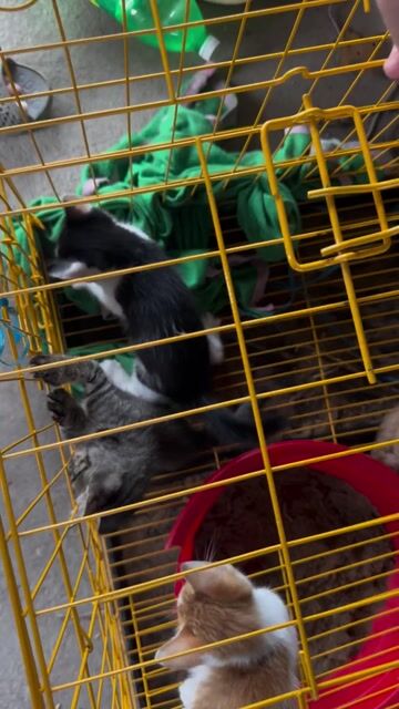 Mèo con, mèo mẹ cần nhượng vì nhà có em bé. Mua bán Mèo tại Huyện Vĩnh Thạnh Cần Thơ được đăng bởi Trần Tuấn Kha hình 1
