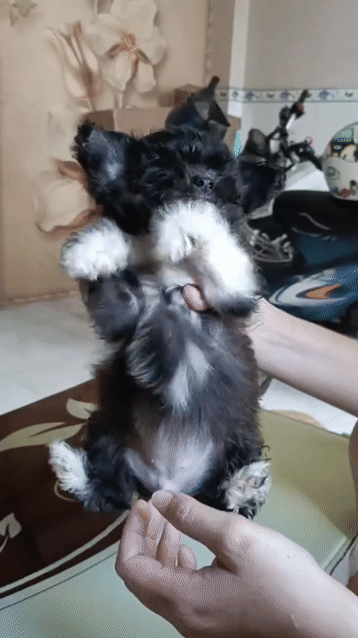 3 bé cún ngoan ăn giỏi tìm nhà mới. Mua bán Chó tại Huyện Nhà Bè Tp Hồ Chí Minh được đăng bởi Trần Đắc Tâm hình 1