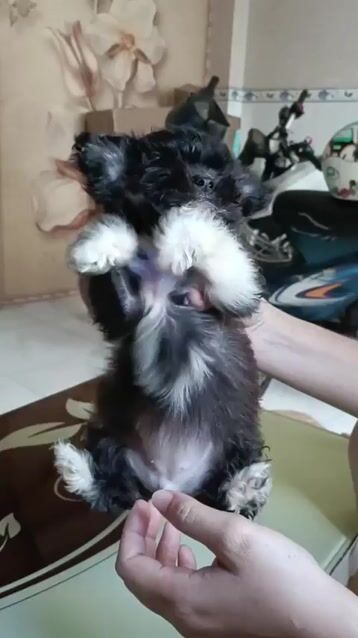 3 bé cún ngoan ăn giỏi tìm nhà mới. Mua bán Chó tại Huyện Nhà Bè Tp Hồ Chí Minh được đăng bởi Trần Đắc Tâm hình 1