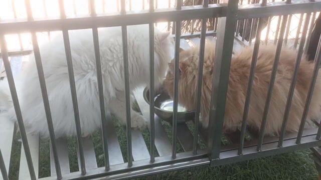 Mèo Ba Tư đực. Mua bán Mèo tại Huyện Bình Chánh Tp Hồ Chí Minh được đăng bởi Thắng hình 1