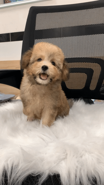 Bé gái tiny lùn. Mua bán Chó tại Quận Phú Nhuận Tp Hồ Chí Minh được đăng bởi PET SHOP NẮNG hình 1
