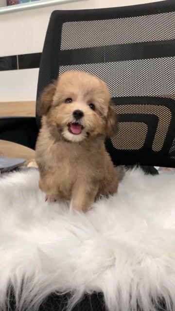 Bé gái tiny lùn. Mua bán Chó tại Quận Phú Nhuận Tp Hồ Chí Minh được đăng bởi PET SHOP NẮNG hình 1