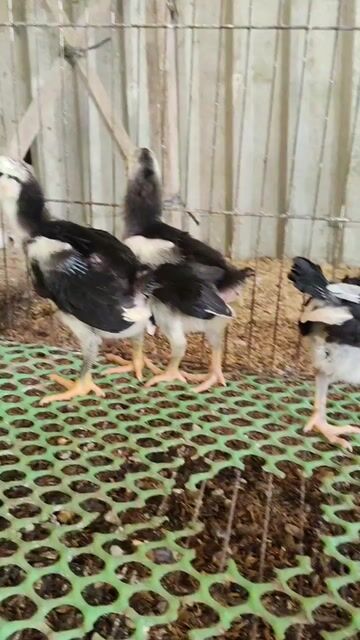 mỹ ô mung 2 trống 2 mái 1 tháng tuổi. Mua bán Gà tại Quận Cái Răng Cần Thơ được đăng bởi trại gà mỹ hậu Giang  hình 1