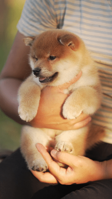 Chó Shiba Inu mặt cười. Mua bán Chó tại Quận Bình Thạnh Tp Hồ Chí Minh được đăng bởi Bình Phan hình 1