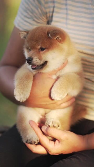 Chó Shiba Inu mặt cười. Mua bán Chó tại Quận Bình Thạnh Tp Hồ Chí Minh được đăng bởi Bình Phan hình 1