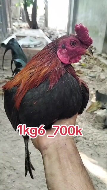 Gà chọi trống 1.6kg khỏe mạnh. Mua bán Gà tại Huyện Trảng Bàng Tây Ninh được đăng bởi Phúc hình 1