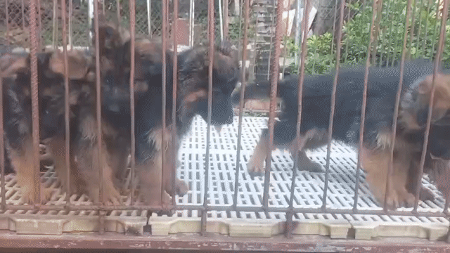 Chó Becgie con lông xù đen vàng. Mua bán Chó tại Huyện Bình Chánh Tp Hồ Chí Minh được đăng bởi Dung dung  hình 1
