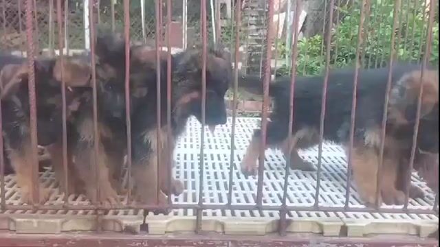 Chó Becgie con lông xù đen vàng. Mua bán Chó tại Huyện Bình Chánh Tp Hồ Chí Minh được đăng bởi Dung dung  hình 1